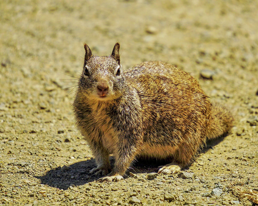 Ground Squirrel  Photograph by Brett Harvey
