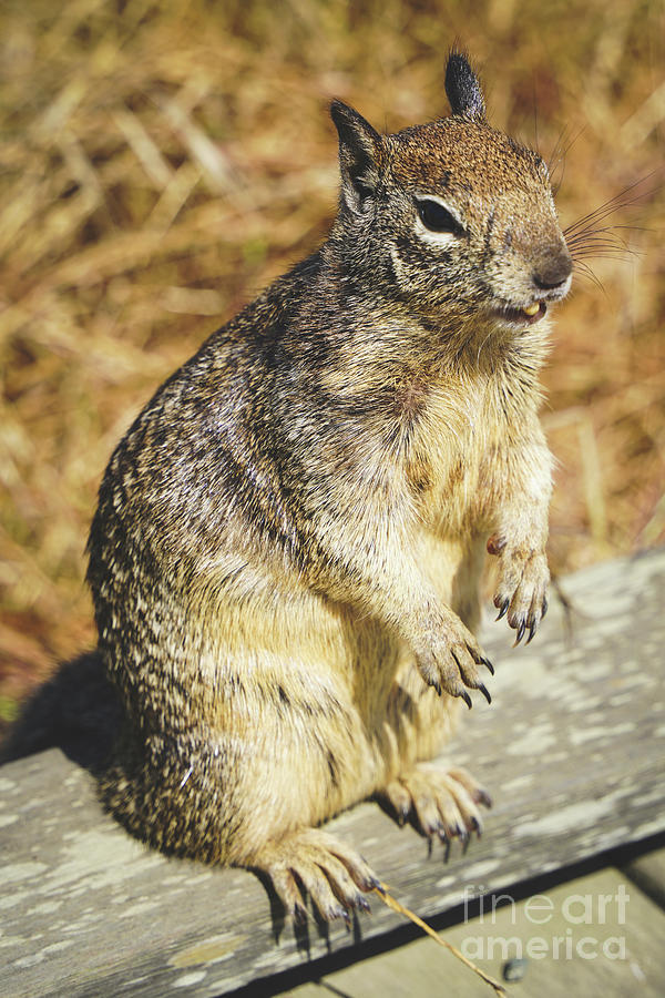 Ground Squirrel Photograph by Claudia Zahnd-Prezioso