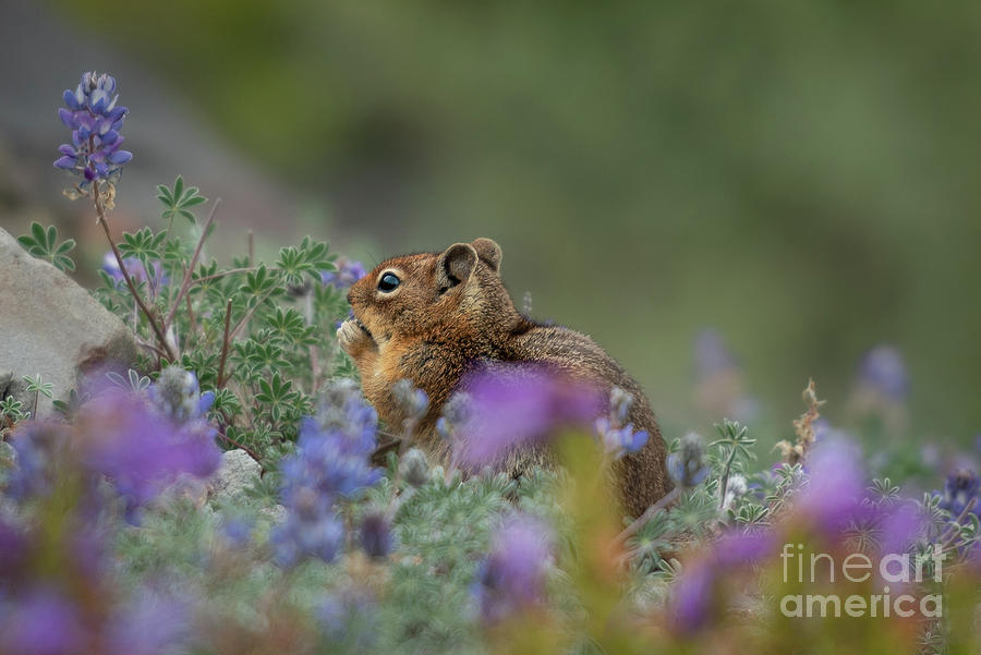 Ground Squirrel Eating Lupine Flowers Photograph by Nancy Gleason