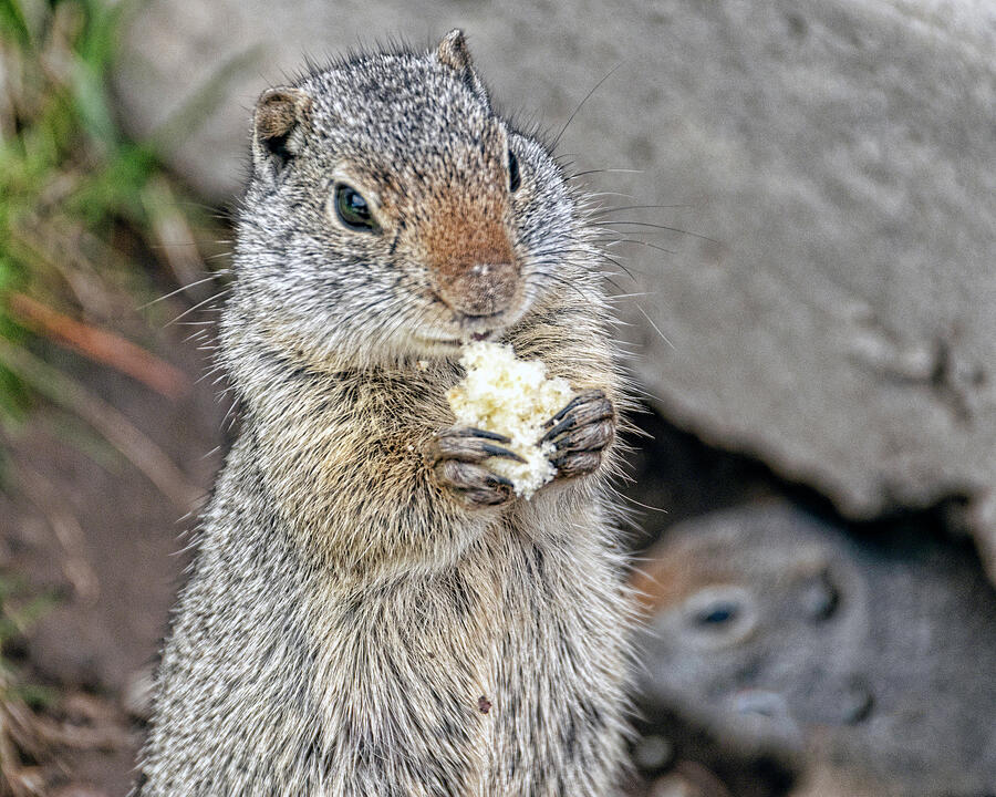 Ground Squirrel Eating Photograph by William Havle