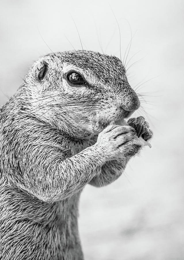 Ground Squirrel Feeding Digital Art