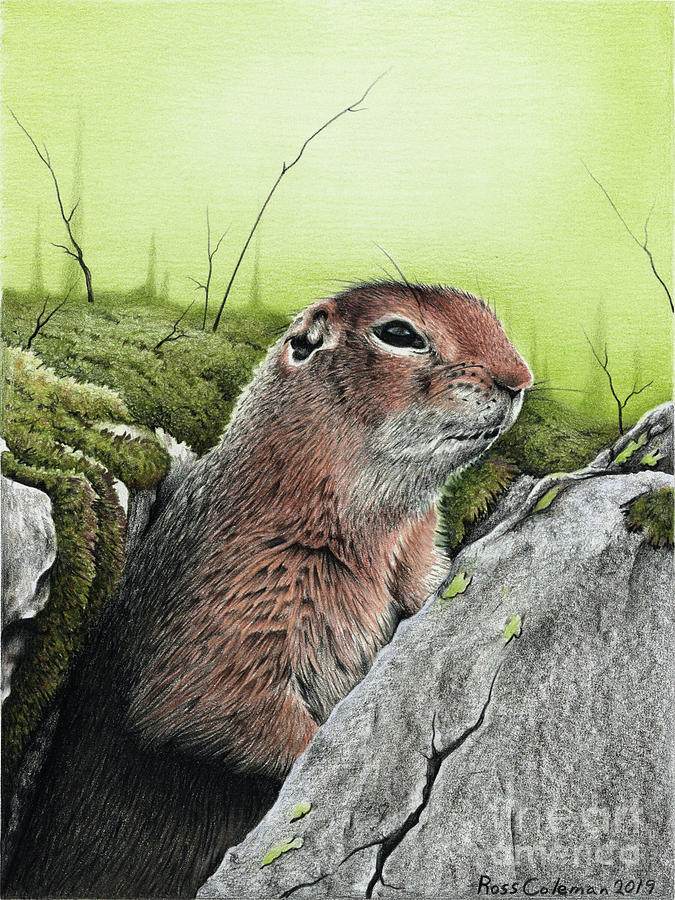 Ground Squirrel No.1 Drawing by Ross Coleman Ground Squirrel No.1 Drawing by Ross Coleman