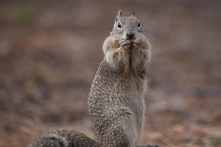 Ground Squirrel Photograph by Paul Schultz