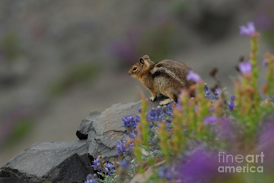 Ground Squirrel Perched above Lupine Patch Photograph by Nancy Gleason