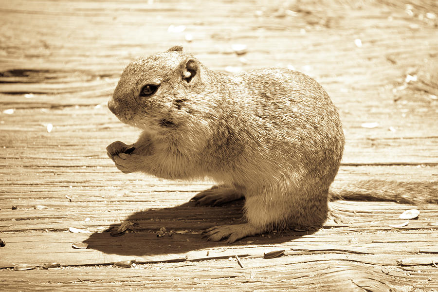 Ground Squirrel Photograph by Tara Krauss