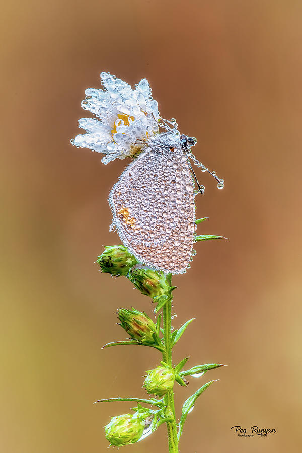 Grounded by Dew Drops Photograph by Peg Runyan