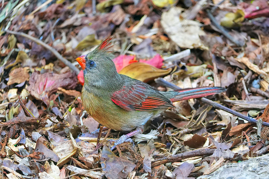 Grounded Cardinal Photograph by Judy Kay