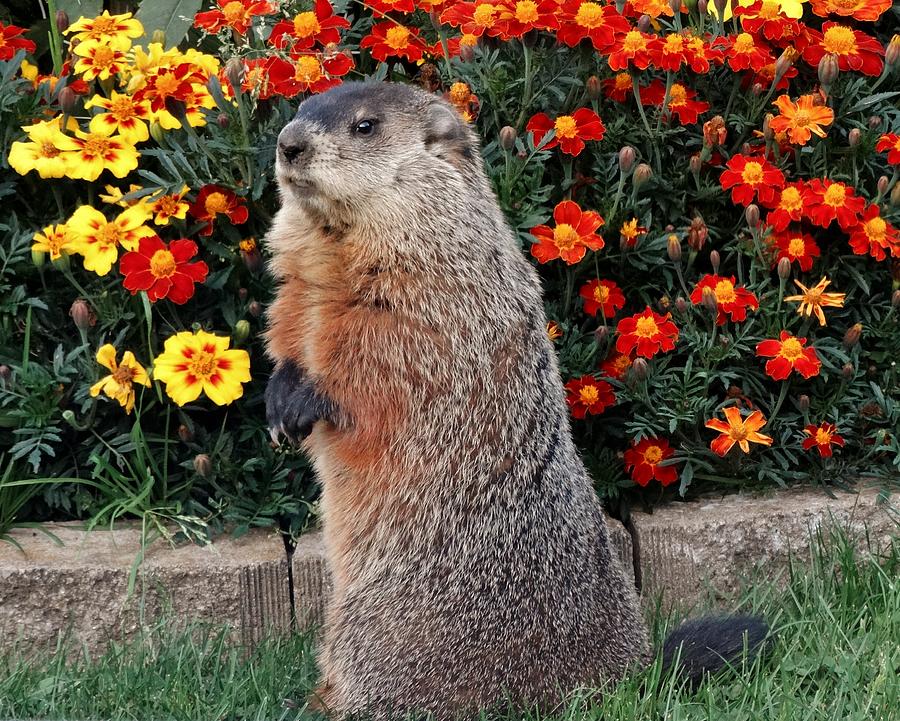 Groundhog and September Flowers Photograph by Susan Sam