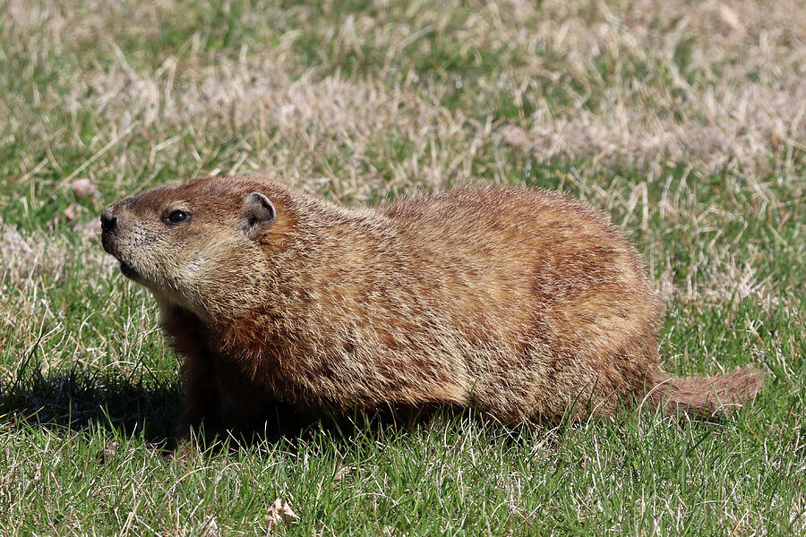 Groundhog Calverton New York Photograph by Bob Savage Fine Art America