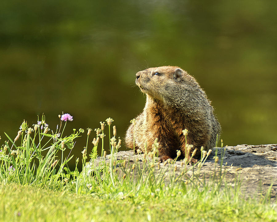 Groundhog Photograph by Deborah Ritch