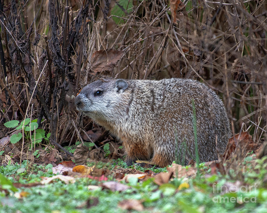 Groundhog Foraging Photograph by Timothy Flanigan