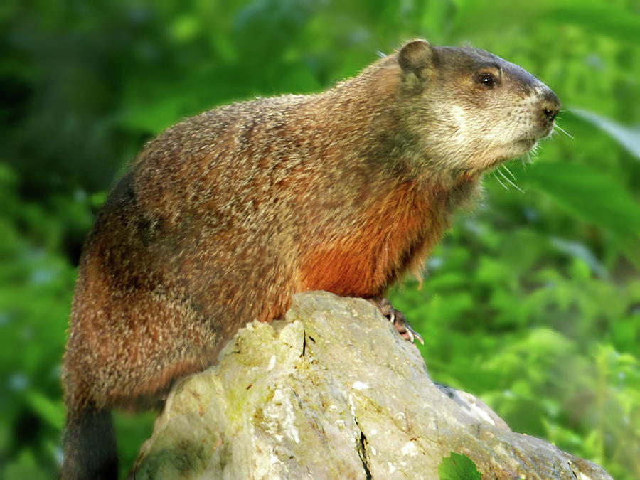 Groundhog in a Neighboring Yard  Photograph by Lyuba Filatova