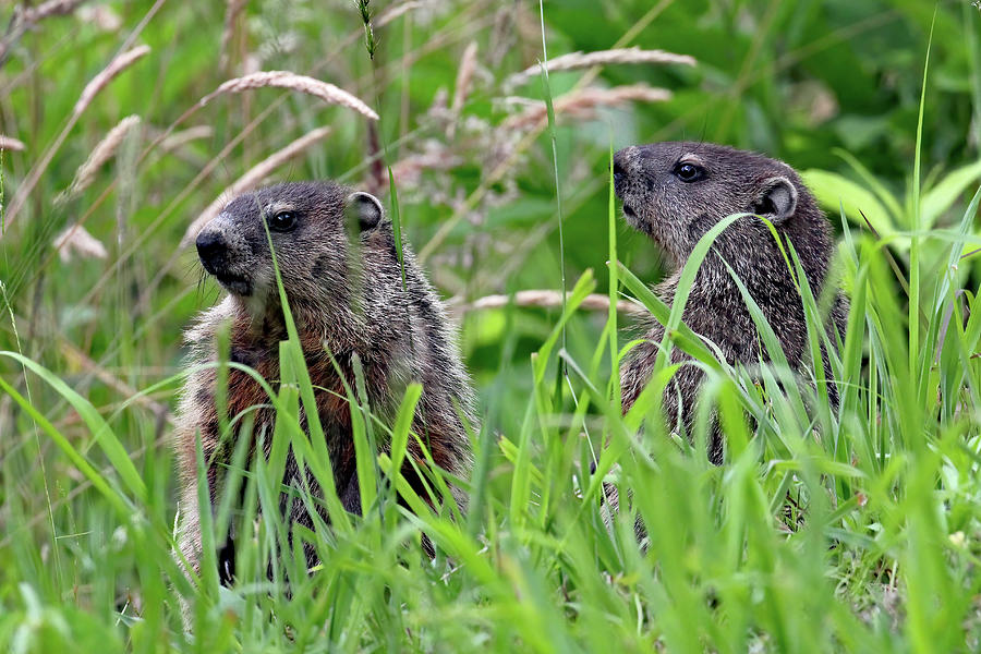 Groundhog Pair Photograph by Jennifer Robin