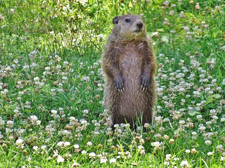 Groundhog Paradise Photograph by Susan Sam