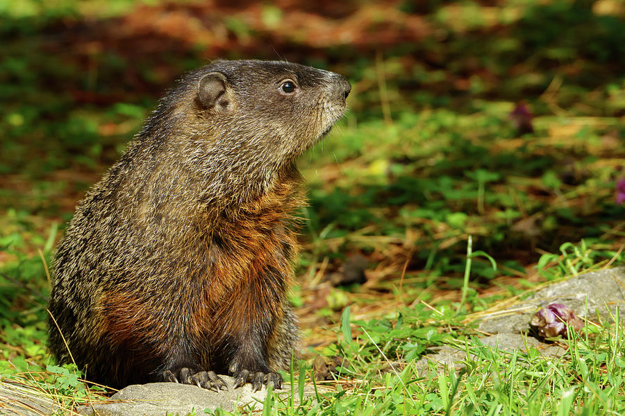 Groundhog Profile Photograph by Bob Orsillo