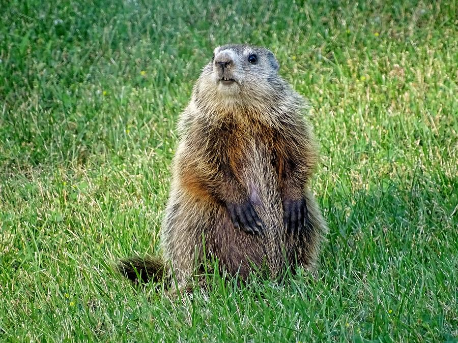 Groundhog Pup Pose 1 Photograph by Susan Sam | Fine Art America