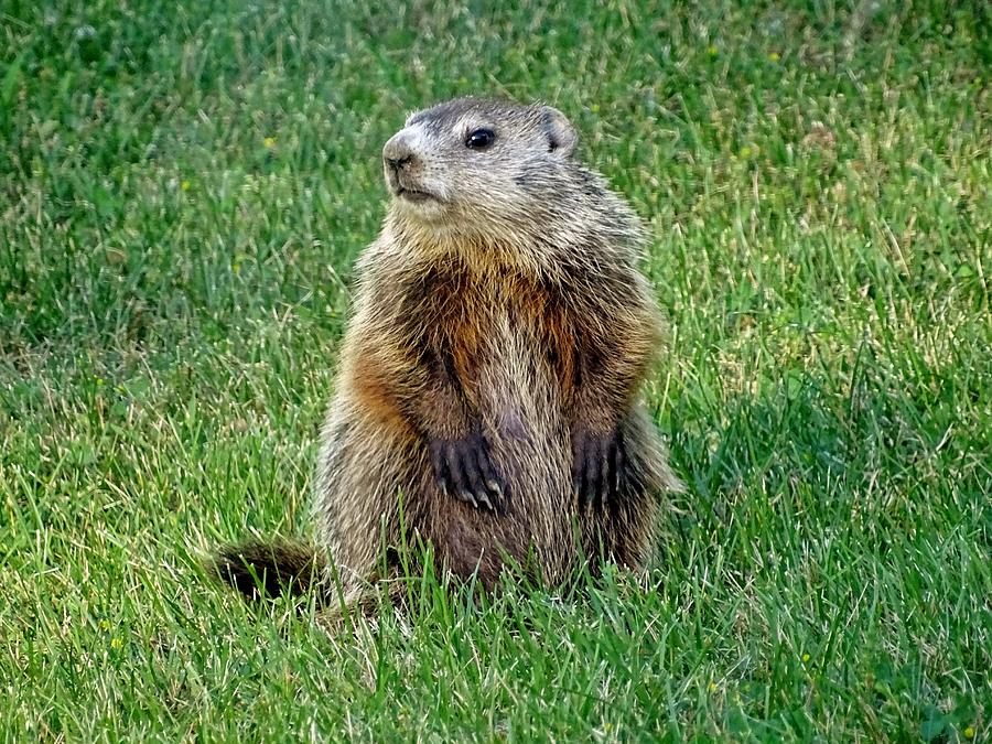 Groundhog Pup Pose 2 Photograph by Susan Sam - Fine Art America