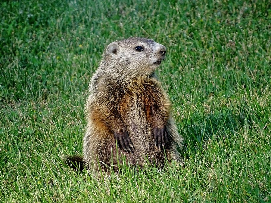 Groundhog Pup Pose 4 Photograph by Susan Sam - Fine Art America