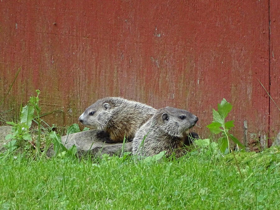 Groundhog Pups Photograph by Susan Sam