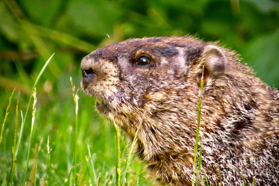 Groundhog side view Photograph by Maureen Rose | Fine Art America