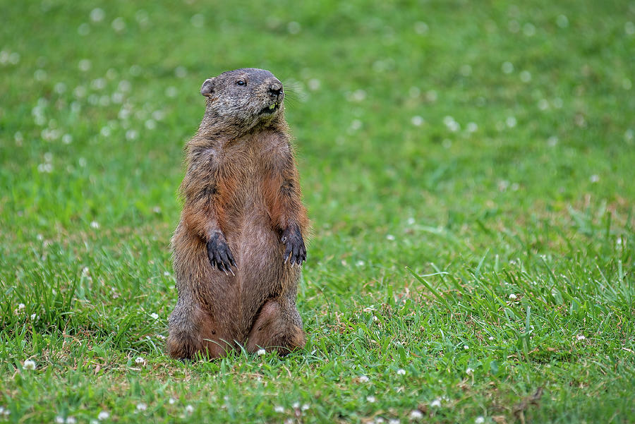 Groundhog Standing At Alert Photograph
