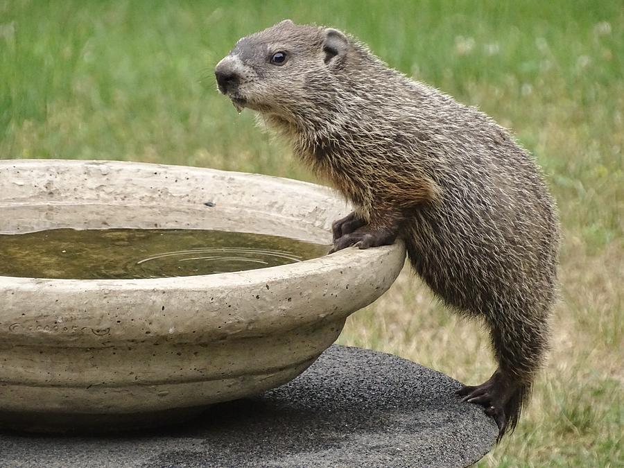 Groundhog Visitor Photograph by Susan Sam