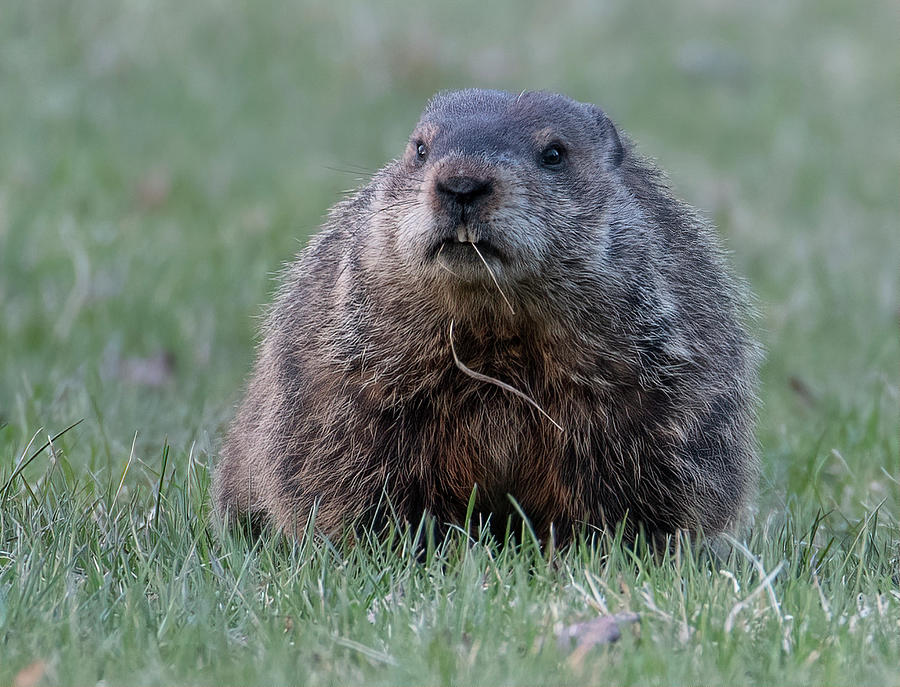 Groundhog Photograph by Wade Aiken