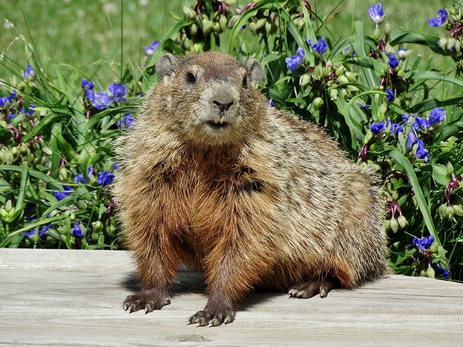 Groundhog With Spidrerwort Background Photograph by Susan Sam