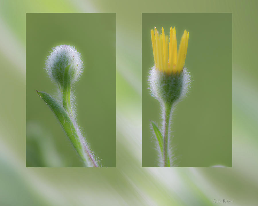 Daisy Photograph - Groundsel and dew by Phil And Karen Rispin
