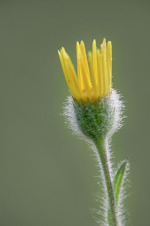 Groundsel Flower Photograph by Karen Rispin