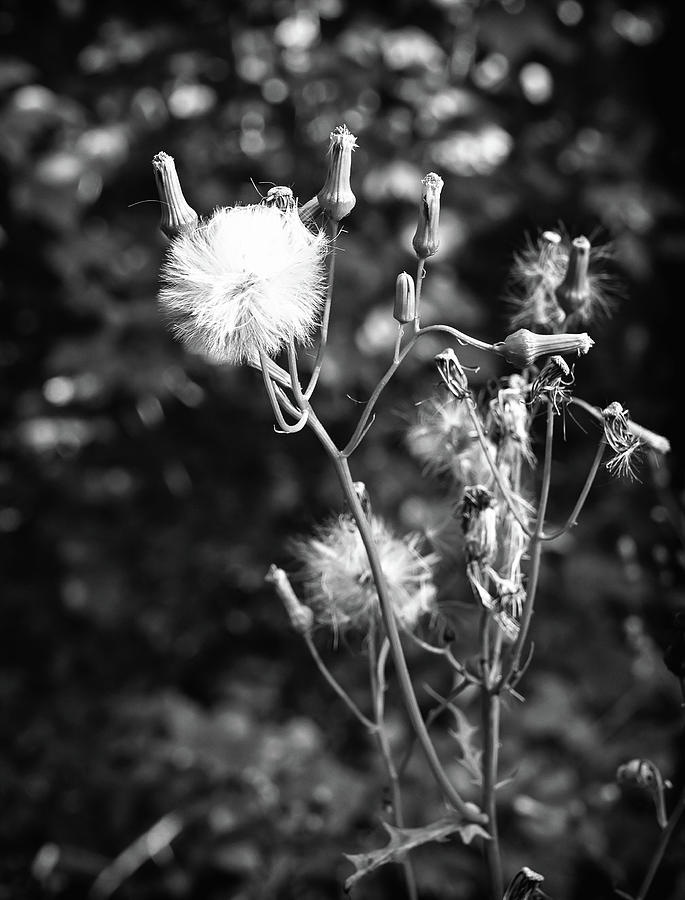 Groundsel Seed Photograph by Steven Nelson
