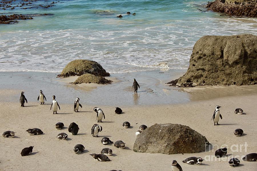 Group African Penguins on the beach in South Africa Photograph by Patricia Hofmeester