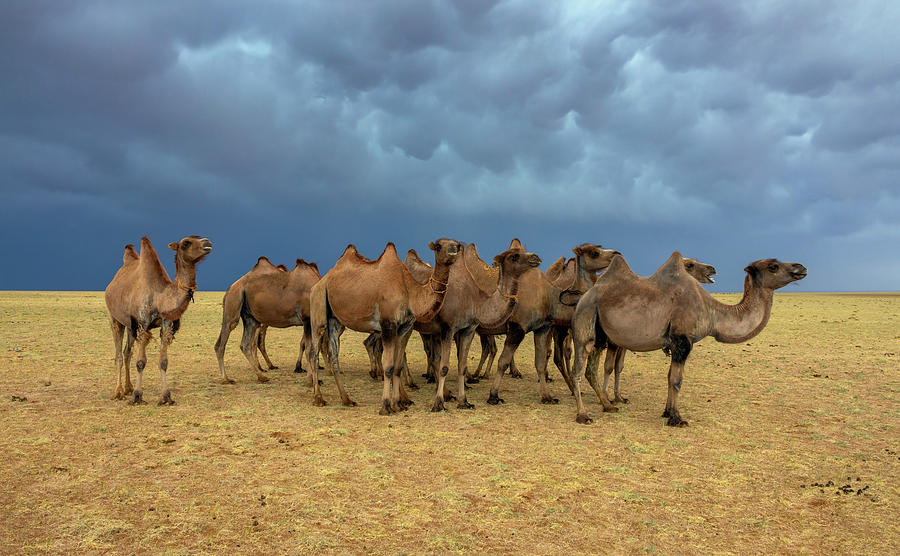 Group camels in steppe and storm sky Photograph by Mikhail Kokhanchikov