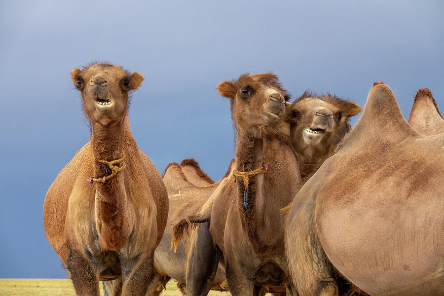 Group camels in steppe Photograph by Mikhail Kokhanchikov