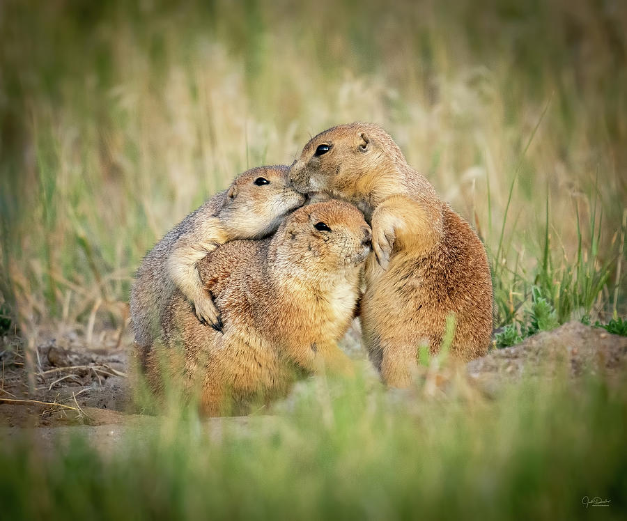 Group Hug Photograph by Judi Dressler