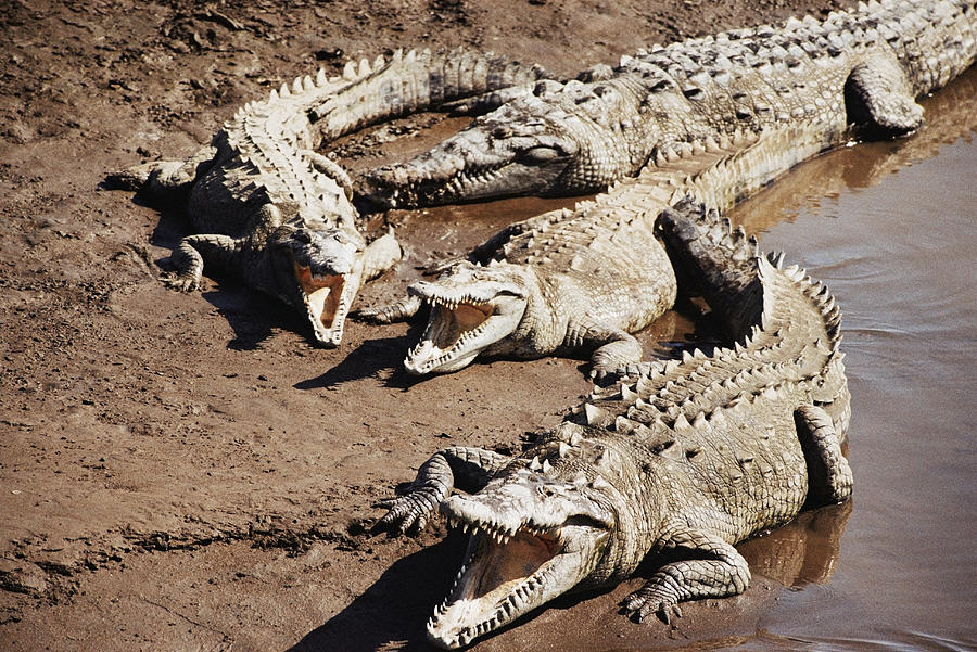 Group of alligators resting in mud Photograph by DreamPictures