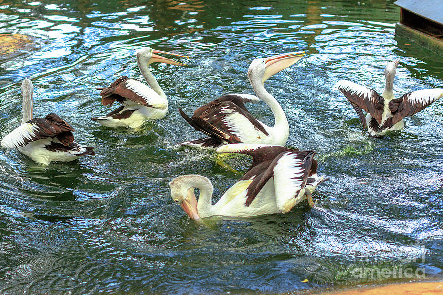Group of Australian pelicans Photograph by Benny Marty