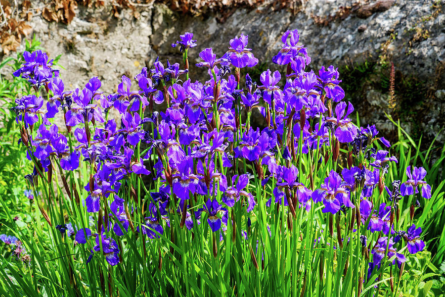 Summer Photograph - Group Of Beautiful Blue Iris Flowers In A Garden by David Ridley