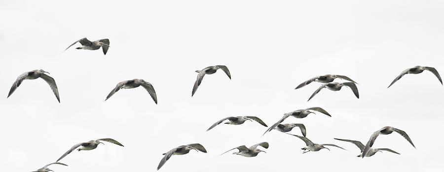 Group of birds in flight Photograph by Fernando Trabanco Fotografía