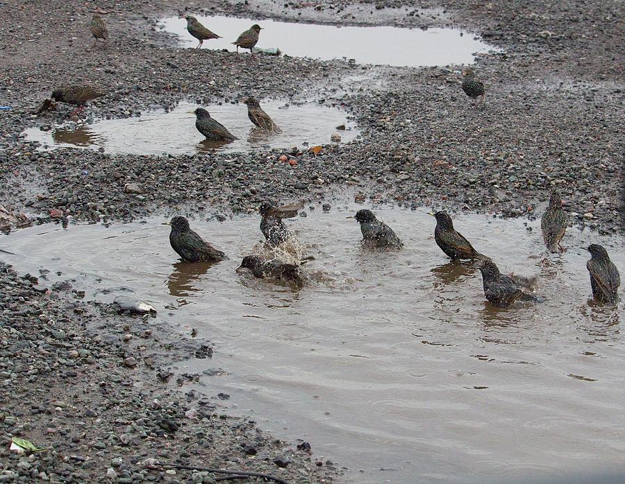 Group Of Birds In Manchester Photograph