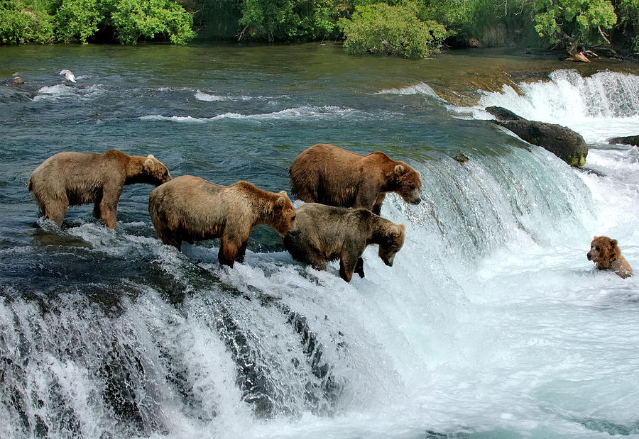 Group of brown bears fishing for salmon by a  waterfall Photograph by Davidkl