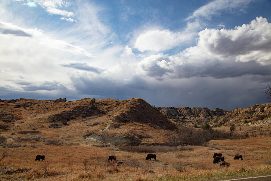 Group of buffalo at Theodore Roosevelt National Park in North Dakota Photograph by Eldon McGraw