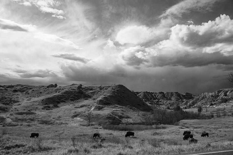 Group of buffalo at Theodore Roosevelt National Park in North Dakota in black and white Photograph by Eldon McGraw