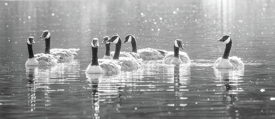 Group Of Canada Geese Swimming Photograph by Mike Fusaro