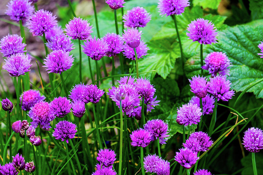 group of Chive Purple flowers in a garden Photograph