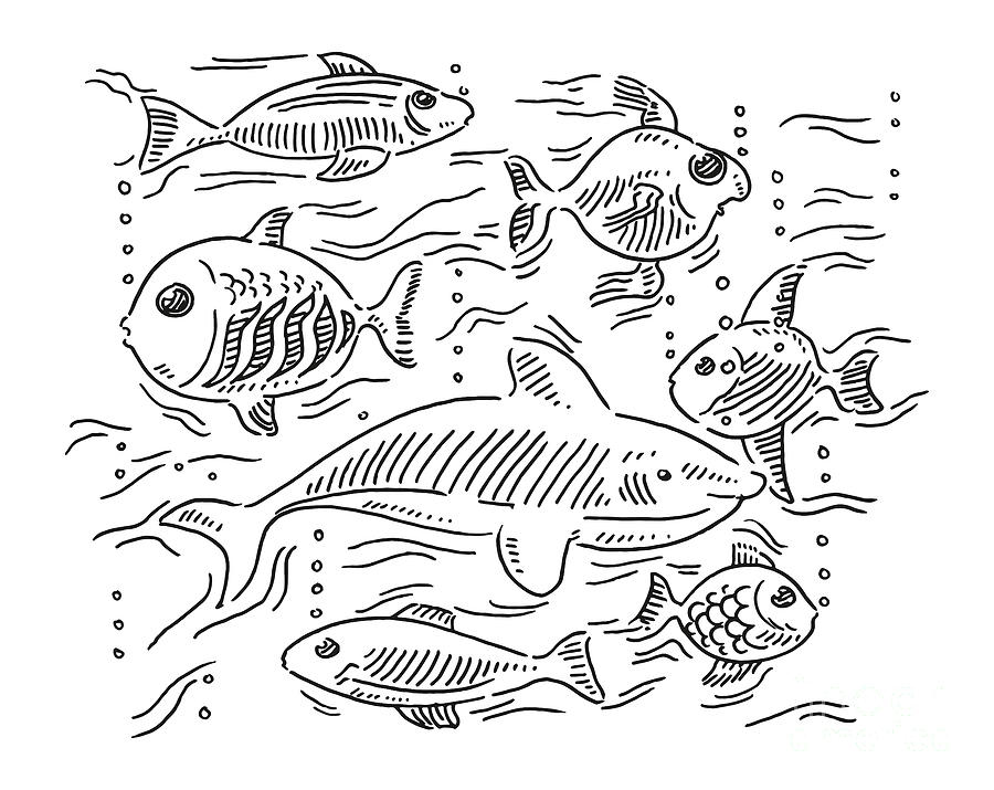 Black And White Drawing - Group Of Different Fishes Diversity Concept Drawing by Frank Ramspott