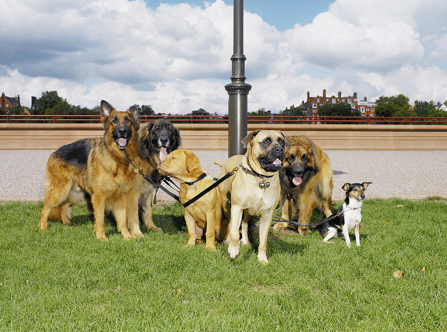 Group of dogs tethered to lamp post Photograph by Carl Lyttle