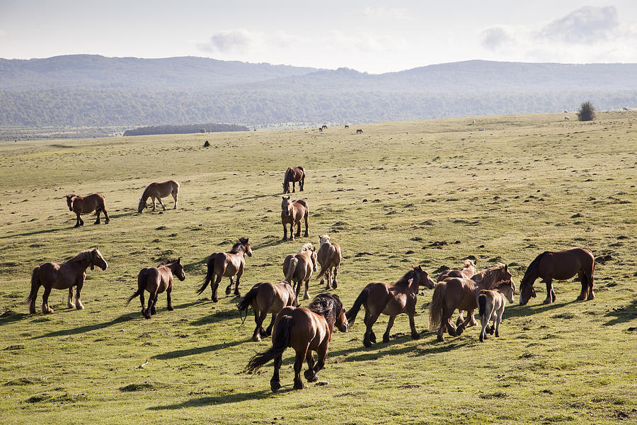 Group of feral horses grazing on a meadow Photograph by © Santiago Urquijo