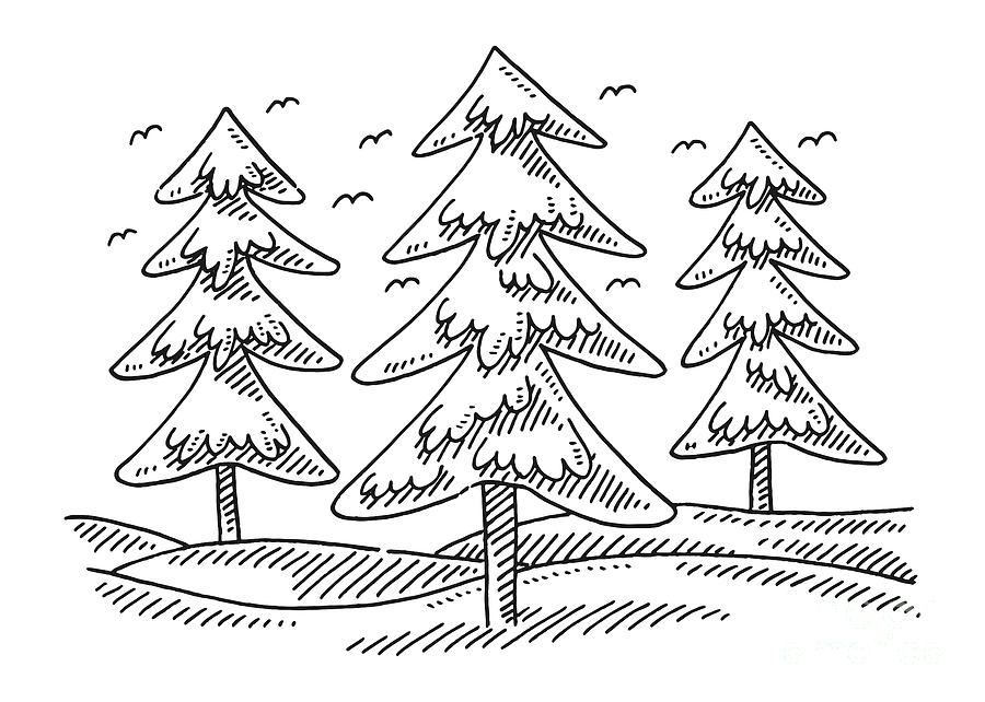 Group Of Fir Trees Drawing Drawing by Frank Ramspott - Fine Art America