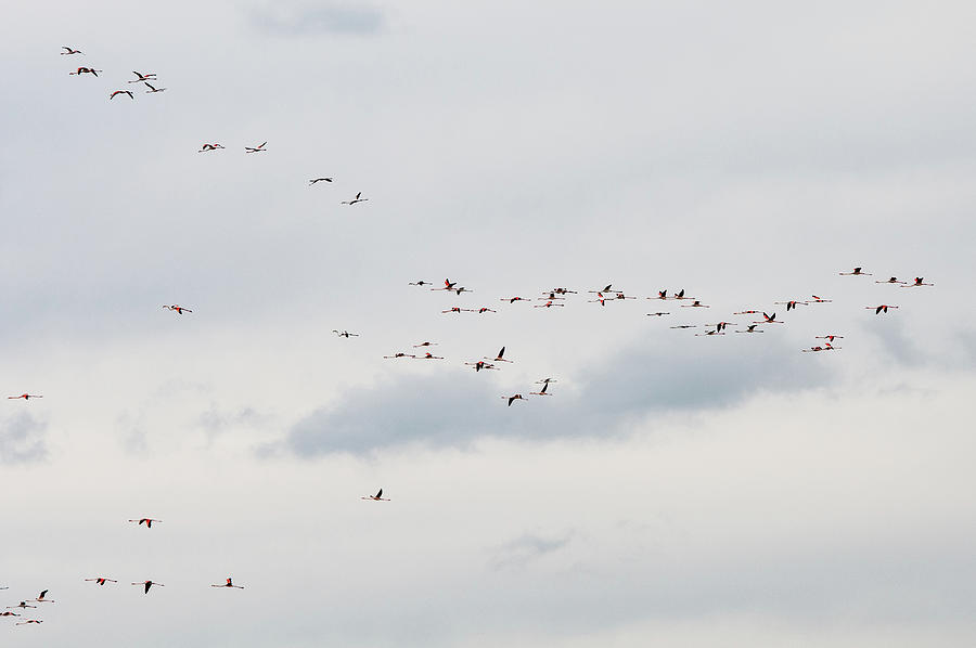 Group of flamingo exotic birds flying on the sky in a row.  Photograph by Michalakis Ppalis